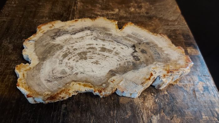 Versteend hout schijf uit Java - Rootz Gallery