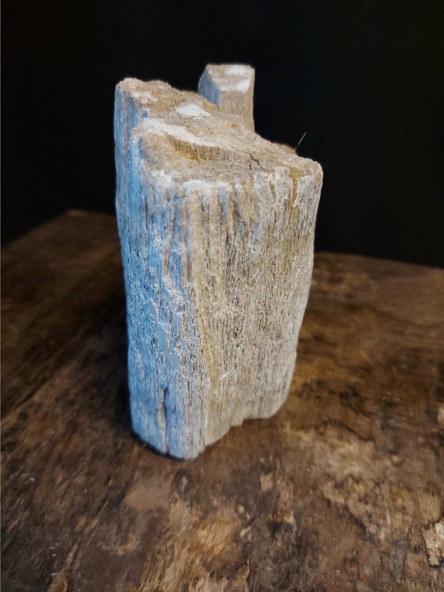 Petrified wood tree trunk from Java