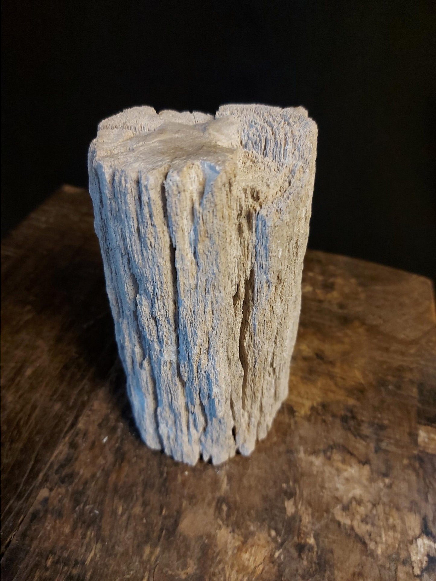 Tronc d'arbre en bois pétrifié de Java