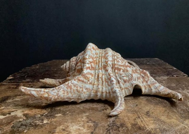 Sea spider shell from Papua New Guinea