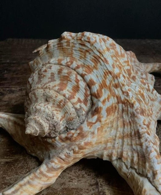 Sea spider shell from Papua New Guinea