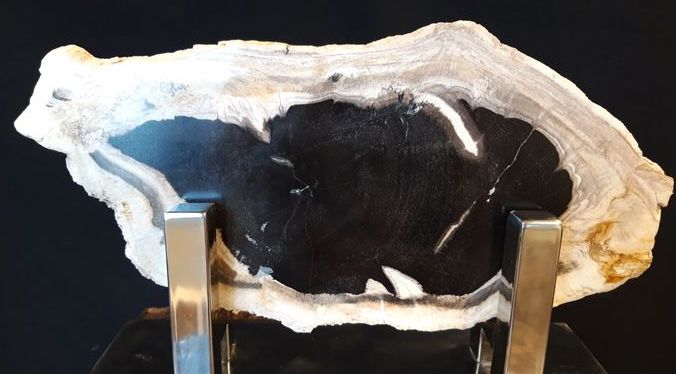 Versteend hout schijf uit Java - Rootz Gallery
